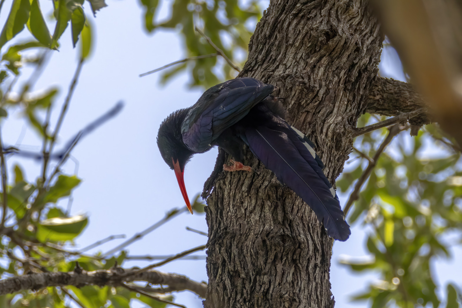 image Green Woodhoopoe
